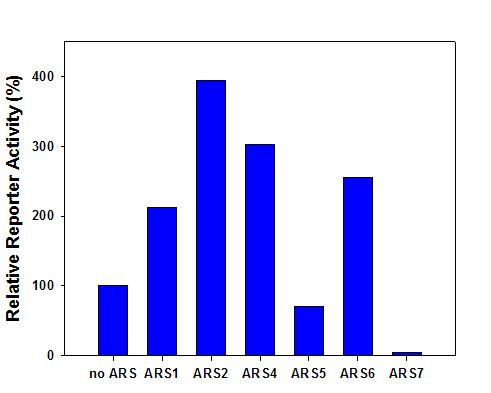 신규 ARS 유전자를 이용한 단백질 생산 비교도