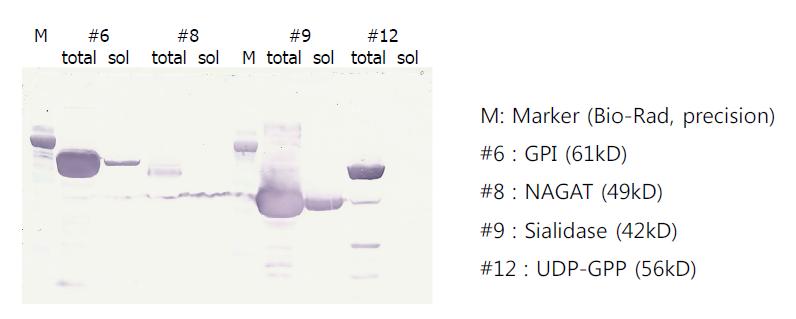 GPI, NAGAT, Sialidase, UDP-GDP의 용해도 테스트 결과.