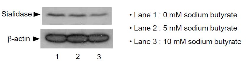 뷰틸릭산 처리하에서 당관련단백질인 Sialidase의 변화 추이