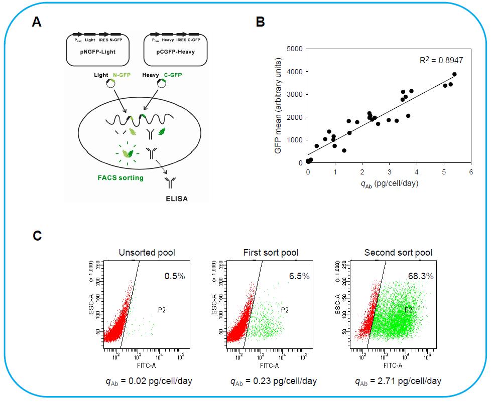 신규 Split-GFP 발현시스템을 이용한 세포주 스크리닝 기술 개발