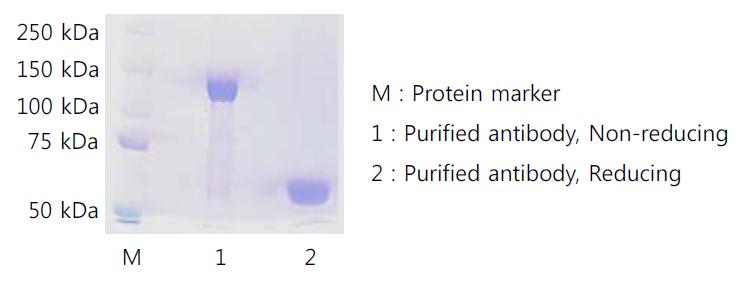 Reducing SDS-PAGE와 Non-resucing PAGE를 통한 목적 항체의 monomer 형태와 dimer 형태의 분자량 분석