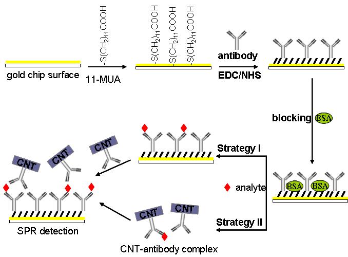 CNT를 이용한 SPR분석 개요도