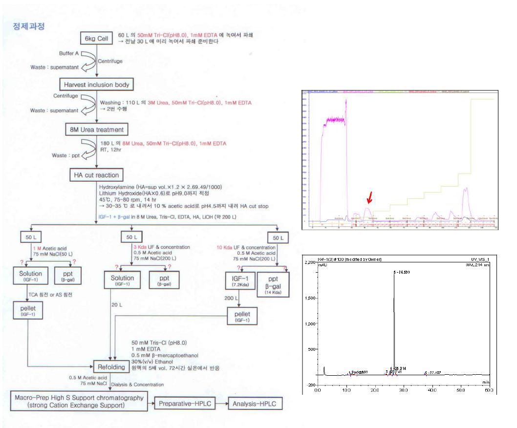IGF-1 생산개략도(A)와 최종 정제크로마토그래피(B)후 IGF-1의 확인(C)