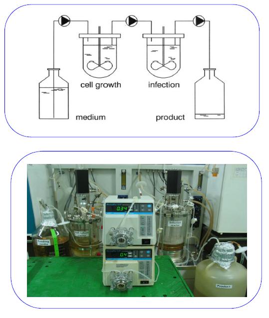 연속식 수의백신생산 개략도 및 실험실규모의 생산공정사진