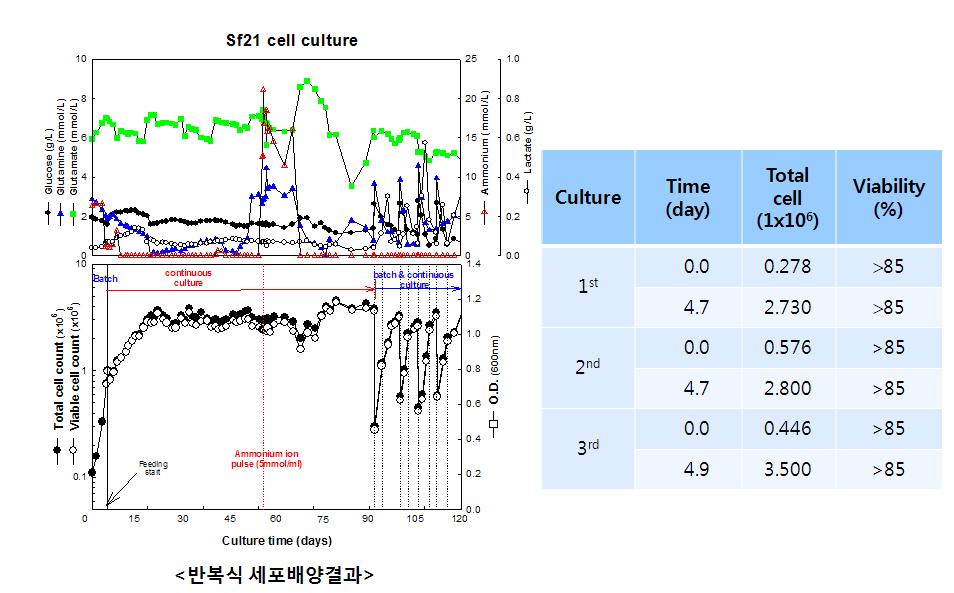 반복식 곤충세포 배양 결과