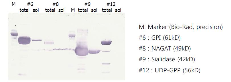 GPI, NAGAT, Sialidase, UDP-GDP의 용해도 테스트 결과.
