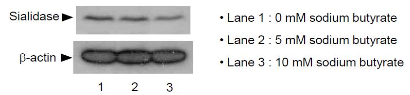 뷰틸릭산 처리하에서 당관련단백질인 Sialidase의 변화 추이