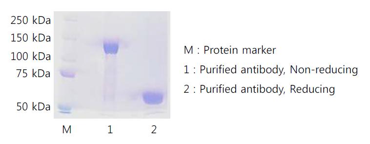 Reducing SDS-PAGE와 Non-resucing PAGE를 통한 목적 항체의 monomer 형태와 dimer 형태의 분자량 분석