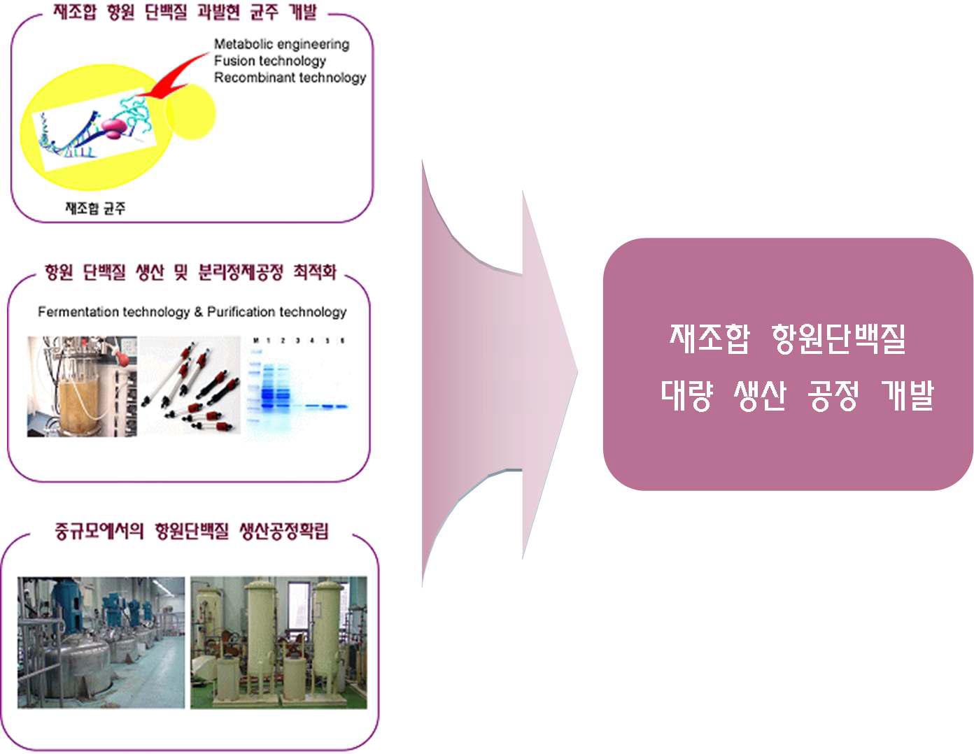 돈단독증 및 장독혈증 질병예방을 위한 백신 개발