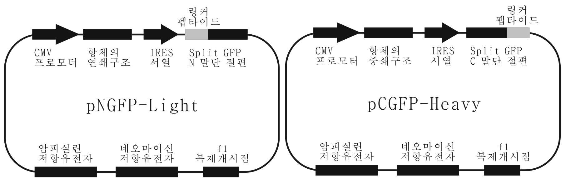 발현벡터 pNGFP-Ligh과 pCGFP-Heavy를 나타낸 도면