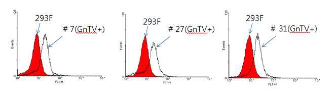 GnT-V 과발현 재조합 세포주의 제조. GnT-V의 과발현 여부를 Biotinylated LPHA를 이용한 FACS를 이용하여 분석