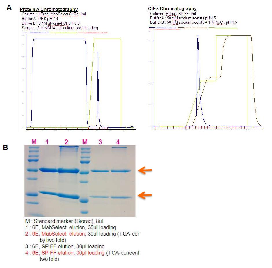 최적화 된 2-step 크로마토그래피에 의한 항체 정제 (A), 정제된 항체의 PAGE 분석 (B)