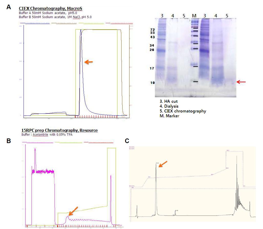 최적화된 MacroPreP S 분리정제 (A), RP에 의한 refolded proein 분리(B), HPLC에 의한 분리된 refolded IGF-1 분석(C)