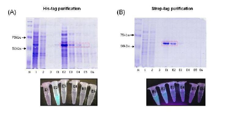 대장균에서 재조합 발현한 FleA-cerulean의 정제His-tag purificatioin (A)과 연이어 수행한 Strep-tag purification (B). Lane 1, 2, 3은 각각 cell