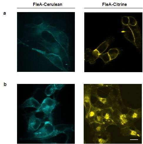 FleA-형광융합단백질을 이용한 caki-1 세포 이미징