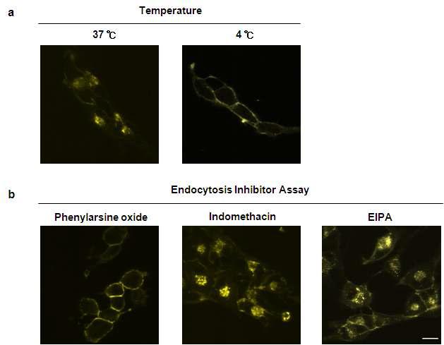 Endocytosis를 통한 FleA-citrine의 세포내로의 이동(a) 온도에 따른 FleA-citrine의 이동양상 (b) endocytosis inhibitor 처리에 따른 FleA-citrine의