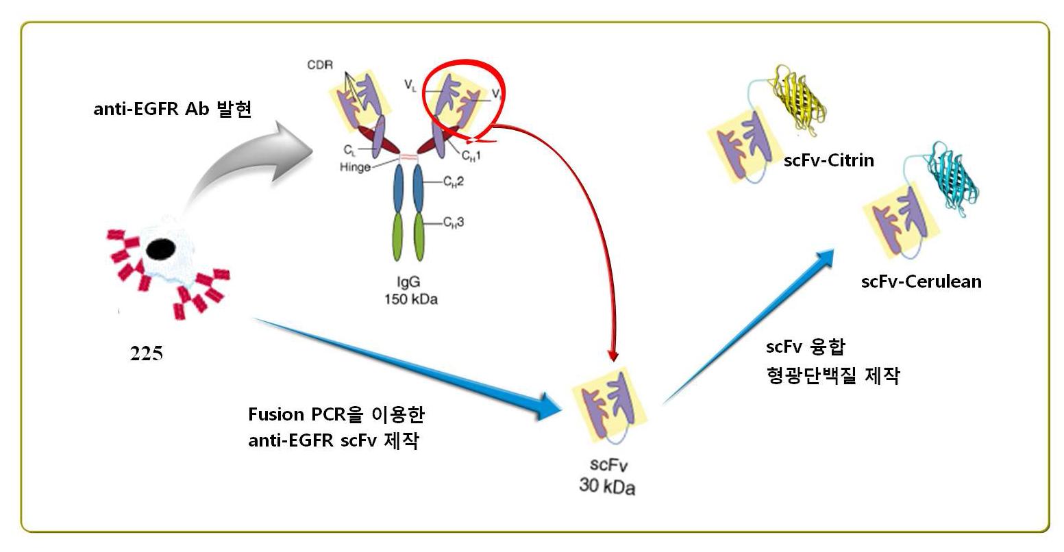 anti-EGFR scFv 융합 형광단백질 제작