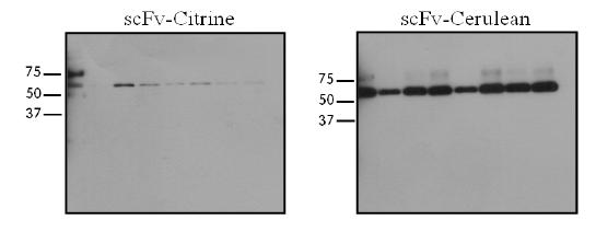 anti-EGFR scFv 융합 citrine 및 cerulean의 발현 확인