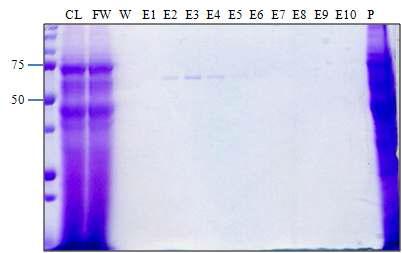 anti-EGFR scFv 형광 융합단백질 정제 CL; cell lysate, FW; flowthrough, W; washout, E1-E10: Eluates, P; pellet