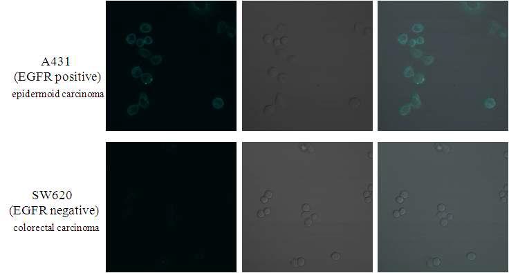 세포 이미징을 통한 scFv-cerulean의 EGFR 활성 확인