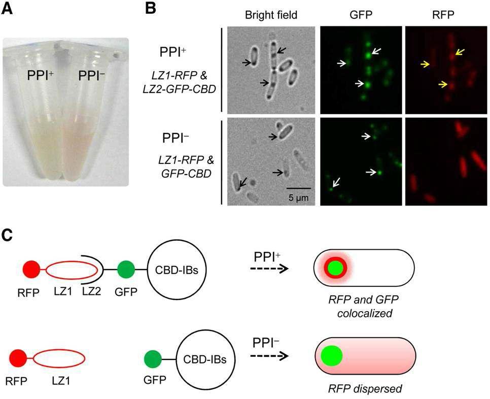 FCIB(fluorescence colocalization on inclusion bodies)를 이용한 류신 지퍼 (LZ1 및 LZ2)간의 단백질-단백질 상호작용(PPI)의 현미경 분석 결과 A: 목적 및 표적 단백질의 발현 6시간 후의 PPI+(왼쪽; 무색) 또는 PPI-(오른쪽: 빨간색)를 포함하는 양쪽 세포의 배양액의 육안관찰 결과; B: PPI+ 또는 PPI-를 포함하는 세포의 현미경 관찰 결과; C: PPIrks의 관계 계략도 및 형광 봉입체의 동시 위치를 나타낸 것.