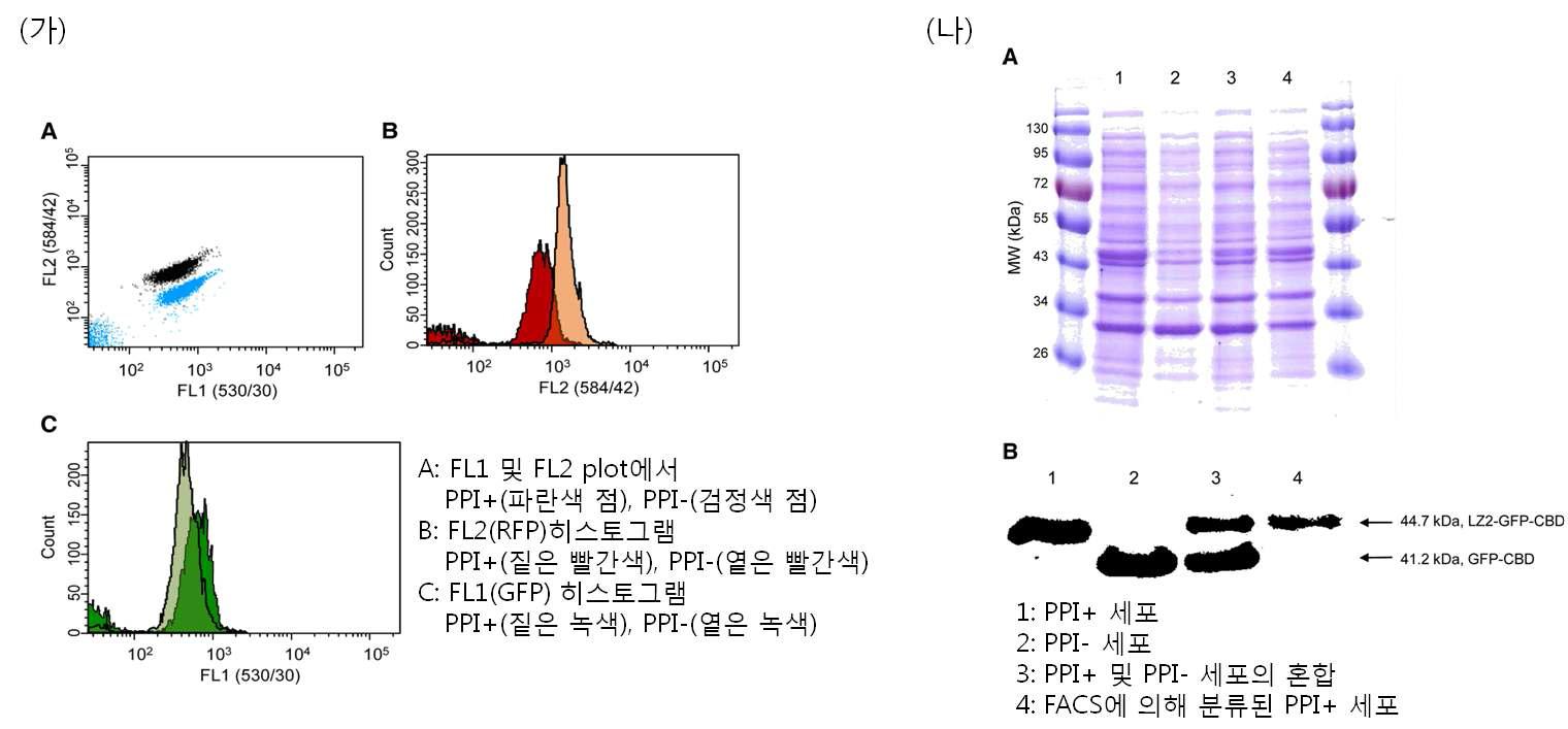 FCIB에서 LZ1 및 LZ2 류신 지퍼 간 PPI의 유세포분석기 분석 결과(가), FACS로 분류한 PPI+ 세포의 SDS-PAGE(A) 및 웨스턴 블로팅(B) 분석 결과(나).