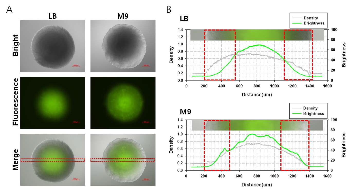 LB배지와 M9 배지에서 대장균의 형광단백질 발현양의 차이를 영상화(A)하고, 콜로니 횡단면에서의 형광단백질 발현양을 그래프(B)로 나타내었음.