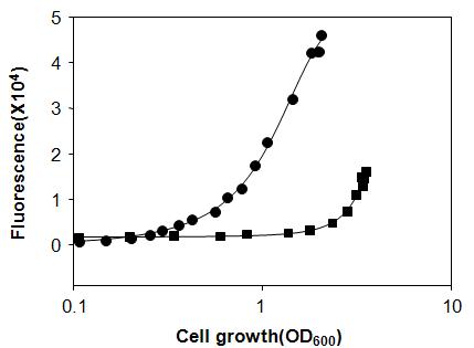 LB 배지 (closed square)와 M9 배지 (closed circle)에서 대장균 세포성장 패턴에 따른 형광단백질 발현양의 차이를 분석함.