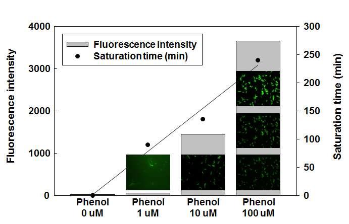 phenol 농도에 따른 단일 세포 형광분석