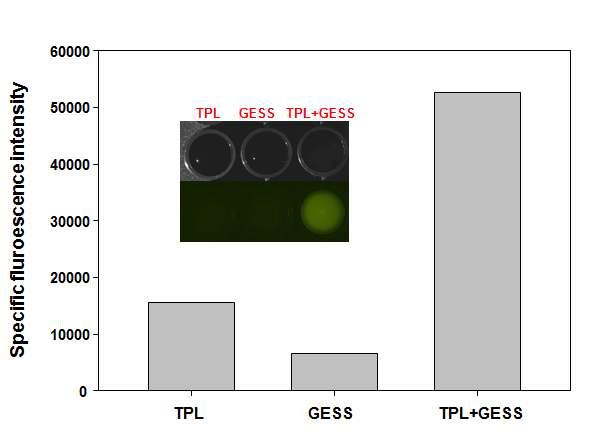 1 mM Tyrosine 존재하에 TPL 클론, GESS 클론, TPL+GESS 클론의 형광 분석