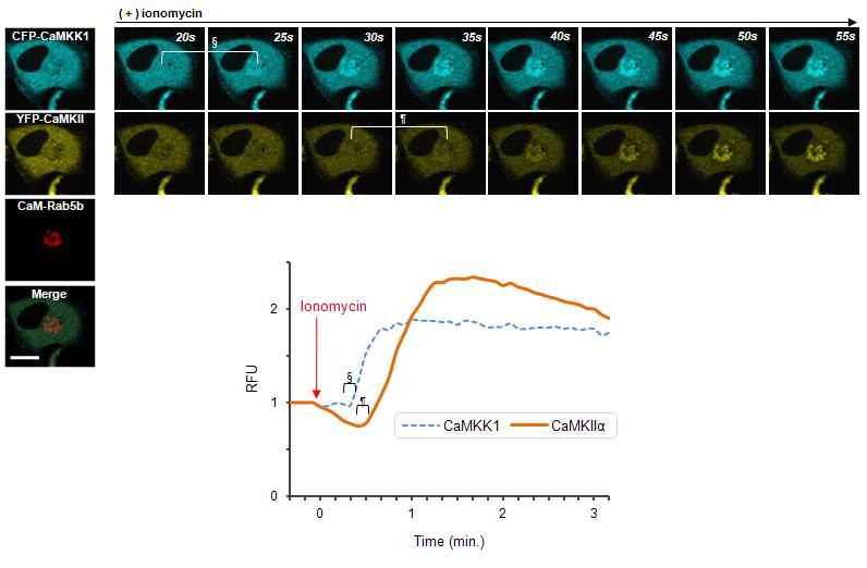 CaMKK1 및 CaMKIIα의 calmodulin 결합 비교분석