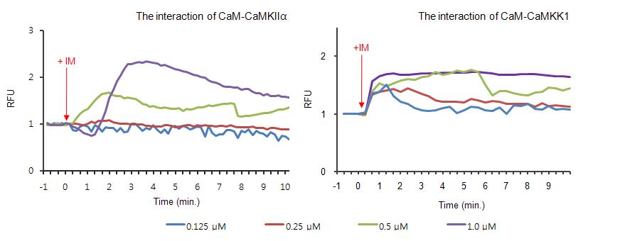칼슘농도에 따른 CaMKK1과 CaMKIIα의 calmodulin 결합정도 분석