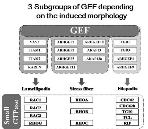 같은 세포 형태 변화 그룹의 GEF와 Rho small GTPase