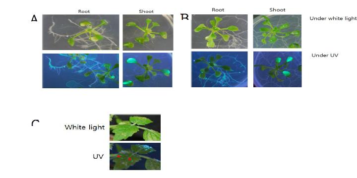 형광 단백질을 발현하는 식물 병원균의 적용 A. 형광 단백질 iLOV를 발현하는 식물 병원균 (P. syringae pv. tomato DC3000)을 애기장대의 뿌리 (왼쪽)와 잎(오른쪽)에 감염 시킨뒤 UV하에서 형광을 관찰함. B. 형광 단백질 GFPuv를 발현하는 식물 병원균 (P. syringae pv. tomato DC3000)을 애기장대의 뿌리와 잎에 감염 시킨뒤 형광을 관찰함. C. 형광 단백질 GFPuv를 발현하는 식물 병원균 (P. syringae pv. tomato DC3000)을 토마토의 잎에 감염 시킨 뒤 colonies를 UV하에서 관찰함.