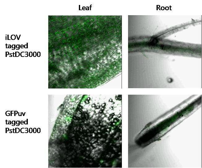 공초점 현미경을 통한 식물 기관에 감염된 세균 관찰