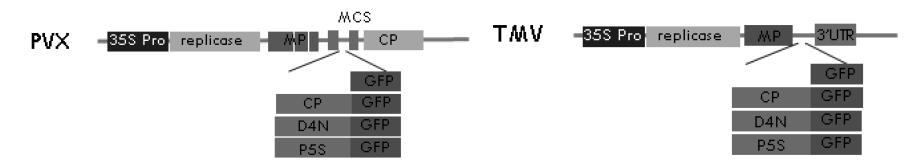 TMV와 PVX 바이러스에 TCV-CP:GFP와 그 돌연변이체인 D4N:GFP, P5S:GFP를 삽입한 벡터