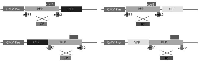 동물 세포에서 HRT 와 TCV-CP의 세포내 위치 및 상호작용을 관찰하기 위한 벡터