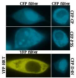 동물세포에서 발현 시킨 TCV 외피 단백질과 식물의 TCV 저항성 단백질 HRT 의 세포내 위치