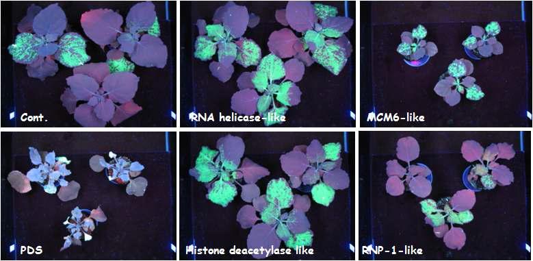 형광 단백질 표지된 TMV 바이러스 감염에 대하여 저항성이 감소된 식물체들