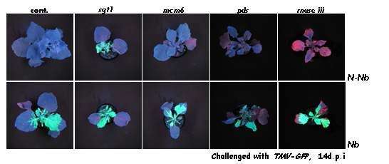 TMV 바이러스 감염과 식물 저항성 반응에 관한 MCM6 과 RNase III 유전자의 연관성
