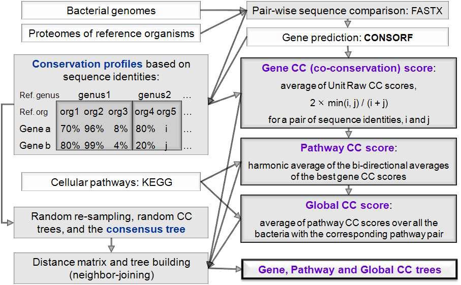 Identification of co-conserved genes and pathways