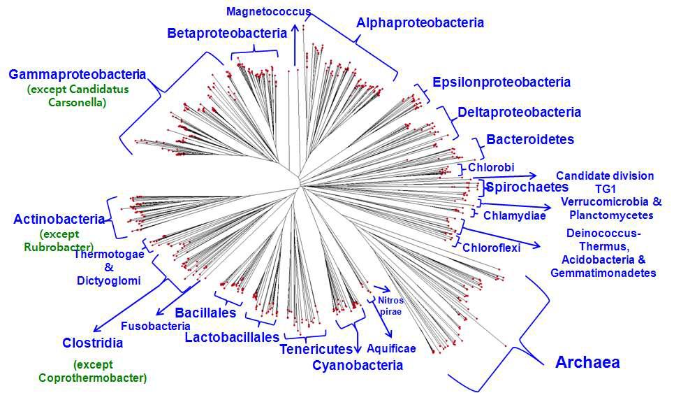 Genome-based phylogenetic tree (best 5% genes used)