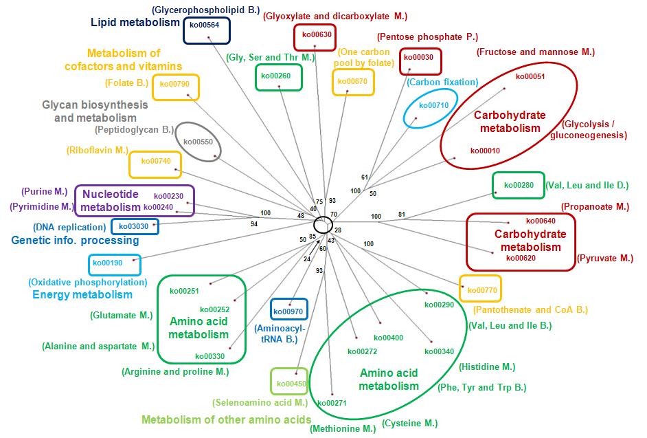 Global co-conservation tree of 29 universal bacterial pathways