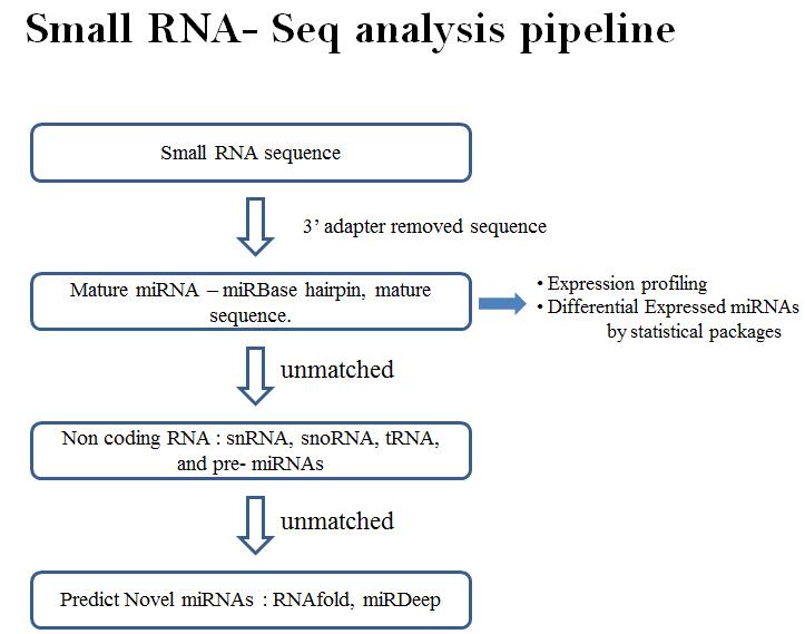 miRNA 분석 파이프라인 흐름도