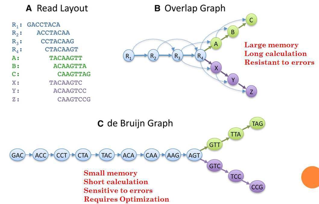 de novo assembly의 가장 기본적인 두가지 방식에 대한 개요: Overlap graph, de Bruijn Graph