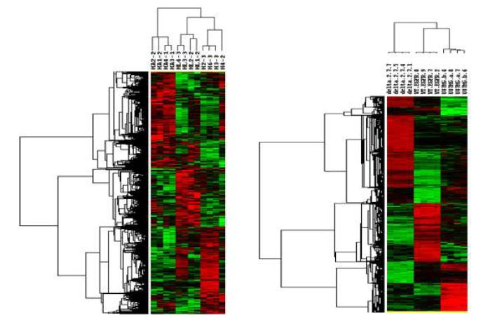 Human 및 mouse 줄기세포 마이크로어레이 데이터의 계층적 군집 분석