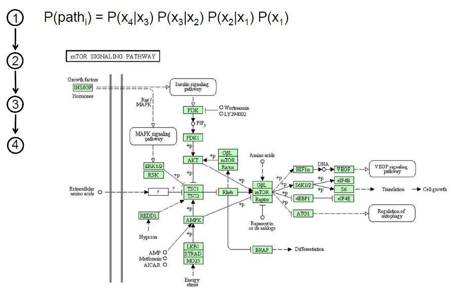 Markov chain 개념을 사용한 signaling pathway 모델링 모식도