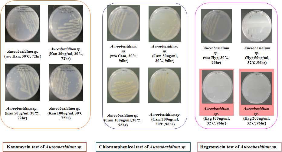 Antibiotic resistant test of Aureobasidium sp.