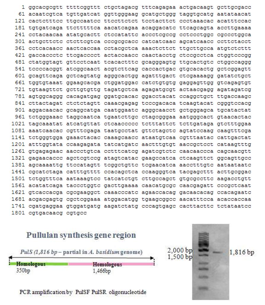 PCR amplification and identification pullulan synthetase gene in A. pullulans(partial sequence - 1,816 bp).