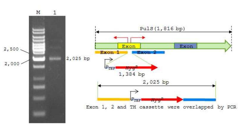 Construction of hygromycin resistance cassette.